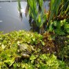 Grenouille verte se réchauffant au soleil. Mon jardin. Bruno Godet